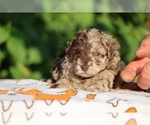 Image preview for Ad Listing. Nickname: Beamer