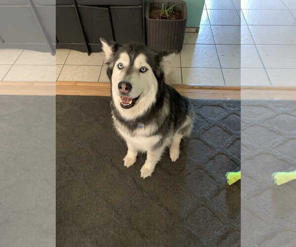 Medium Photo #3 Siberian Husky Puppy For Sale in Cedar Crest, NM, USA