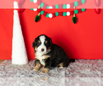 Puppy Bear Bernese Mountain Dog-Miniature Bernedoodle Mix