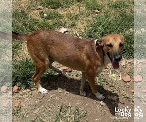 Medium Retriever  Mix