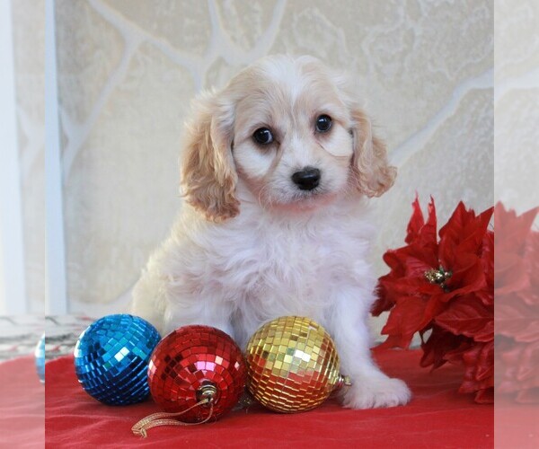 Medium Photo #1 Cavachon Puppy For Sale in GORDONVILLE, PA, USA