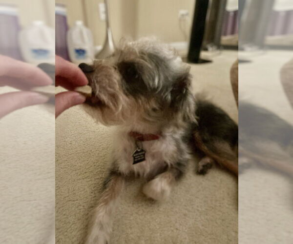 Medium Photo #6 Mutt Puppy For Sale in Mundelein, IL, USA