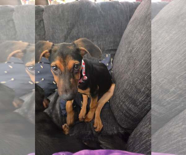 Medium Photo #1 Doberman Pinscher-Unknown Mix Puppy For Sale in Aurora, OH, USA