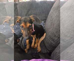 Doberman Pinscher-Unknown Mix Dogs for adoption in Aurora, OH, USA