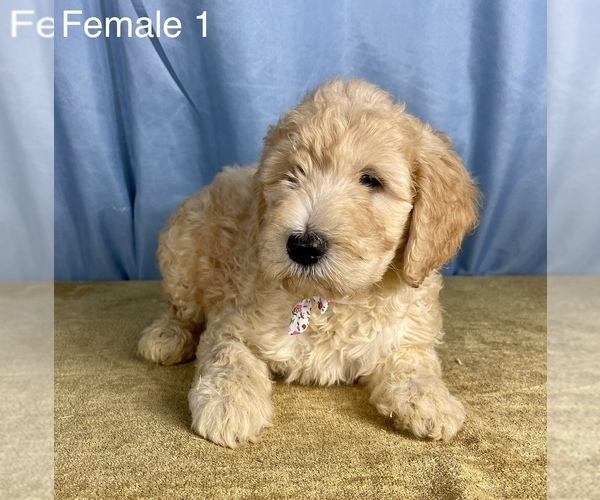 Medium Photo #6 Goldendoodle Puppy For Sale in OCALA, FL, USA