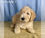 Small Photo #6 Goldendoodle Puppy For Sale in OCALA, FL, USA