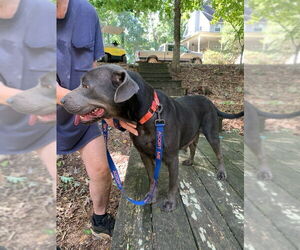 Labrador Retriever-Unknown Mix Dogs for adoption in LOGANVILLE, GA, USA