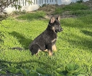 German Shepherd Dog Puppy for Sale in RICHMOND, Indiana USA