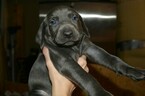 Small Photo #6 Vizsla-Weimaraner Mix Puppy For Sale in MILLBROOK, AL, USA