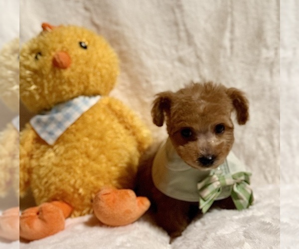 Medium Photo #4 Poodle (Toy) Puppy For Sale in REDLANDS, CA, USA