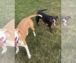 Small #3 American Pit Bull Terrier Mix