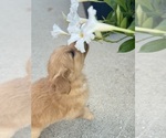Small #1 Golden Retriever