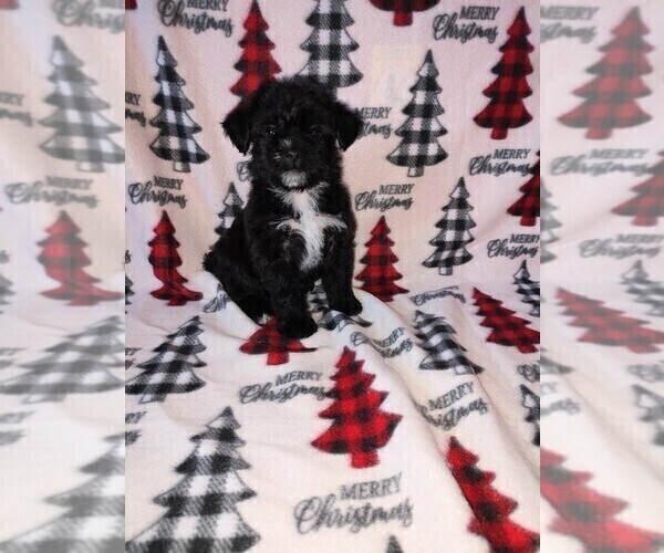 Medium Photo #9 YorkiePoo Puppy For Sale in LAPEER, MI, USA