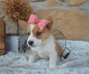 Pembroke Welsh Corgi Puppy for sale in HONEY BROOK, PA, USA