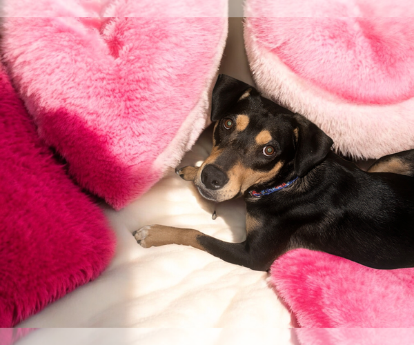 Medium Photo #2 Rottweiler-American Pit Bull Terrier Puppy For Sale in MIDWAY, UT, USA