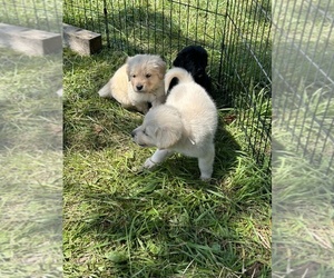 Golden Pyrenees Puppy for sale in EAST JORDAN, MI, USA