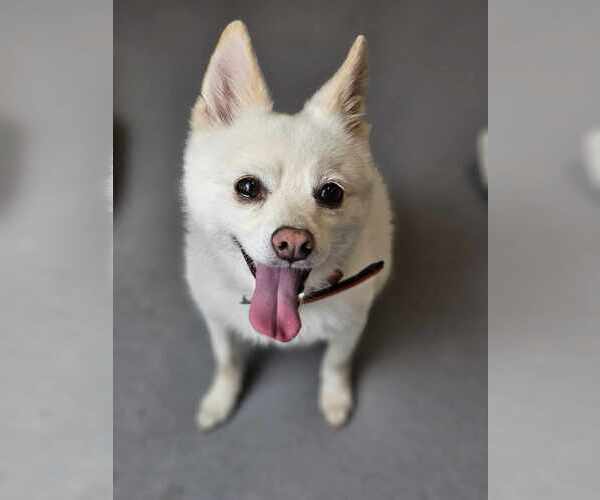 Medium Photo #3 Pomsky Puppy For Sale in McKinney, TX, USA