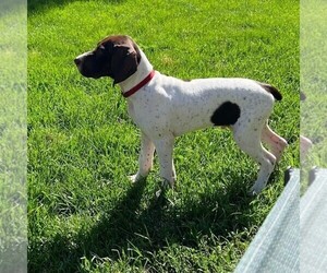 German Shorthaired Pointer Puppy for sale in MOSES LAKE, WA, USA