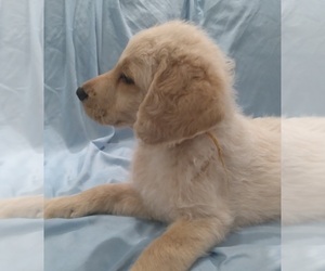 Labradoodle Puppy for sale in JEFFERSONTOWN, KY, USA