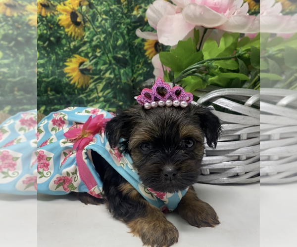 Medium Photo #1 Shorkie Tzu Puppy For Sale in SELLERSBURG, IN, USA