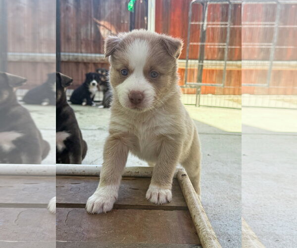 Medium Photo #3 Labrador Retriever-Unknown Mix Puppy For Sale in San Diego, CA, USA
