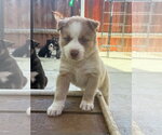 Small #2 Labrador Retriever Mix