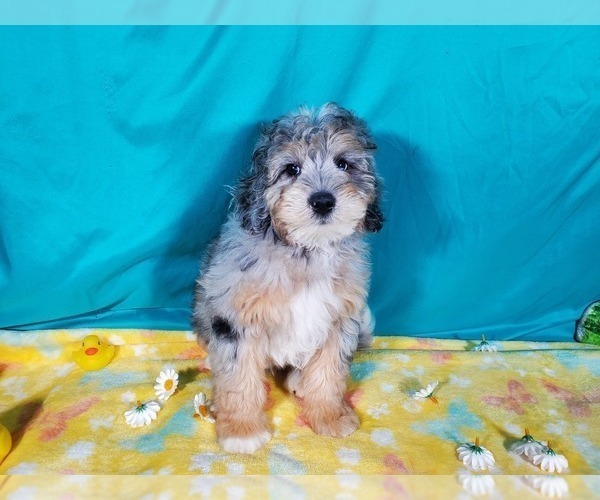 Medium Photo #9 Bernedoodle (Miniature) Puppy For Sale in COLORADO SPRINGS, CO, USA