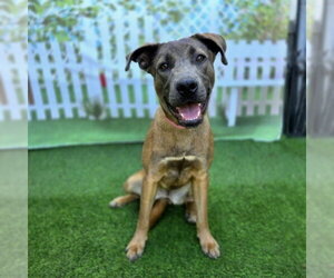 German Shepherd Dog-Unknown Mix Dogs for adoption in Long Beach, CA, USA