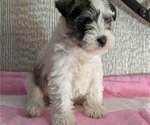 Small #3 Schnauzer (Miniature)