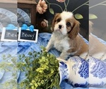 Small #2 Cavalier King Charles Spaniel