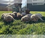 Small Photo #11 Golden Retriever Puppy For Sale in ARLINGTON, WA, USA
