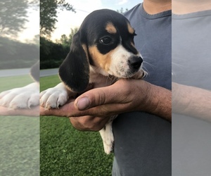 Beagle Puppy for sale in BECKLEY, WV, USA