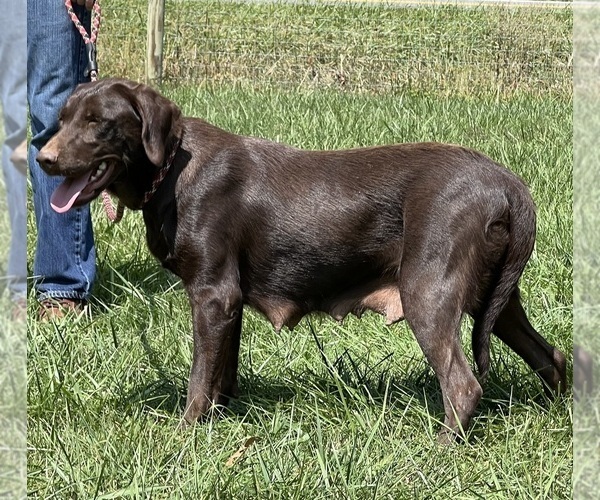 Medium Photo #1 Labrador Retriever Puppy For Sale in NEOLA, WV, USA