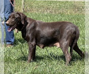 Mother of the Labrador Retriever puppies born on 08/27/2025