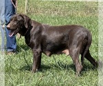 Small Photo #1 Labrador Retriever Puppy For Sale in NEOLA, WV, USA