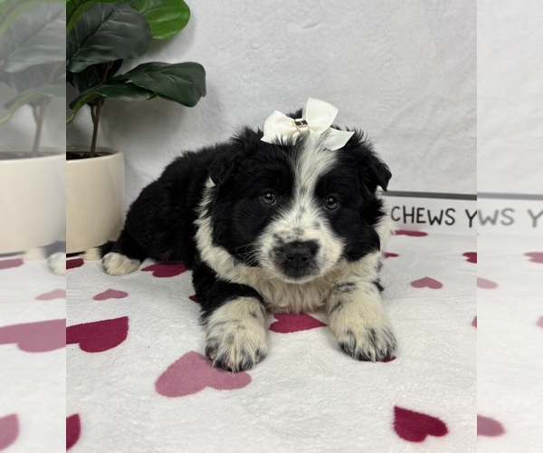 Medium Photo #4 Australian Cattle Dog-Miniature Australian Shepherd Mix Puppy For Sale in FRANKLIN, IN, USA