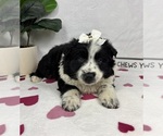 Small #3 Australian Cattle Dog-Miniature Australian Shepherd Mix