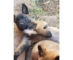 Small Photo #4 Belgian Malinois Puppy For Sale in KATY, TX, USA