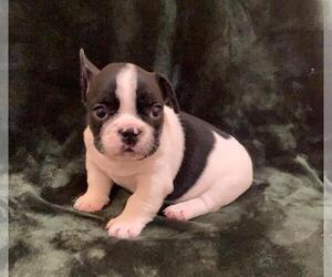 French Bulldog Puppy for sale in JOHNS ISLAND, SC, USA