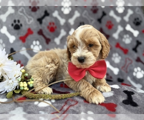 Medium Photo #4 Cock-A-Poo Puppy For Sale in LAKELAND, FL, USA