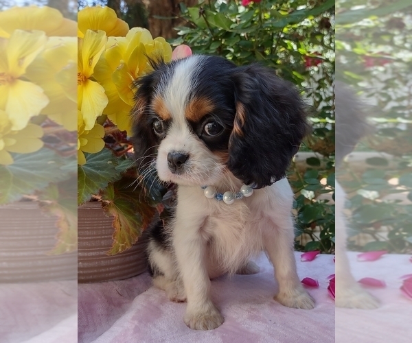 Medium Photo #1 Cavalier King Charles Spaniel Puppy For Sale in ELIZABETHTON, TN, USA