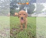 Puppy Orange Golden Irish