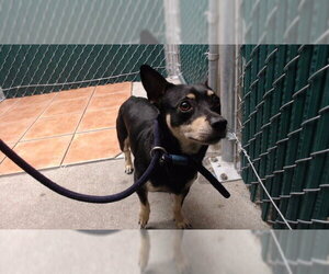 Chihuahua Dogs for adoption in Downey, CA, USA