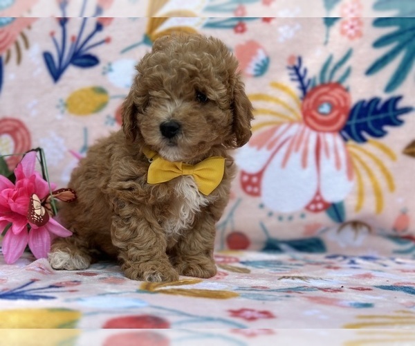 Medium Photo #2 YorkiePoo Puppy For Sale in LANCASTER, PA, USA