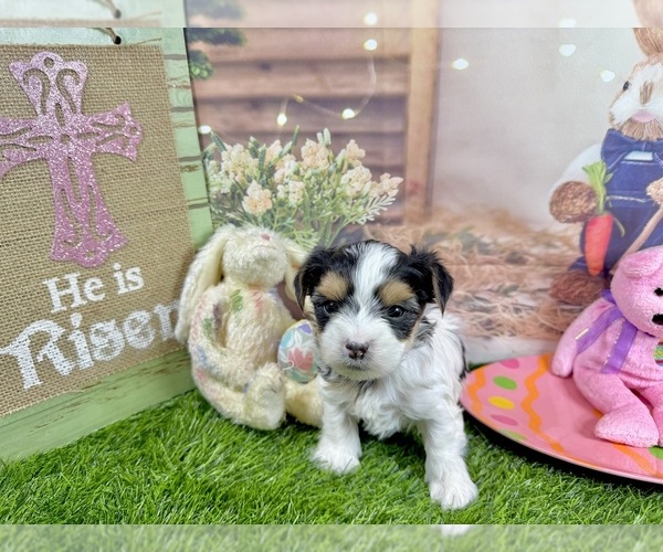 Medium Photo #8 Yorkshire Terrier Puppy For Sale in CASSVILLE, MO, USA