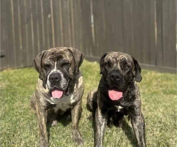 Medium Photo #1 Cane Corso-Mastiff Mix Puppy For Sale in NEW CANEY, TX, USA