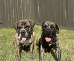 Small Photo #1 Cane Corso-Mastiff Mix Puppy For Sale in NEW CANEY, TX, USA