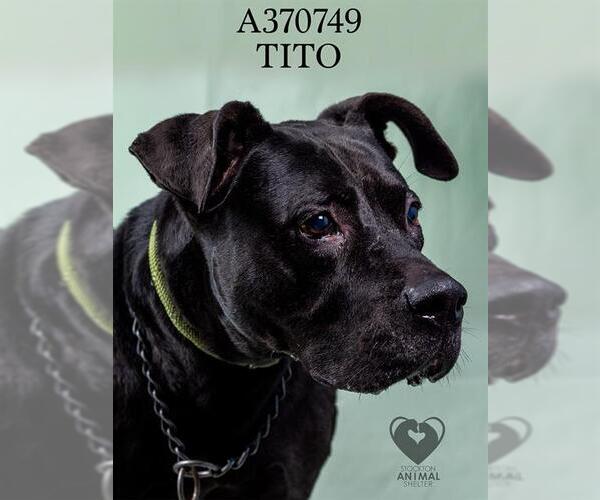 Medium Photo #2 Mutt Puppy For Sale in Stockton, CA, USA