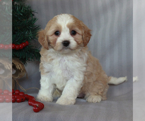 Cavachon Puppy for sale in NARVON, PA, USA