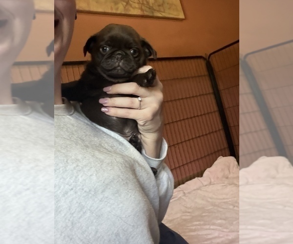 Medium Photo #13 Pug Puppy For Sale in BLOOMINGTON, IL, USA